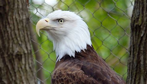 Do All Bald Eagles Have White Heads Quick Answer