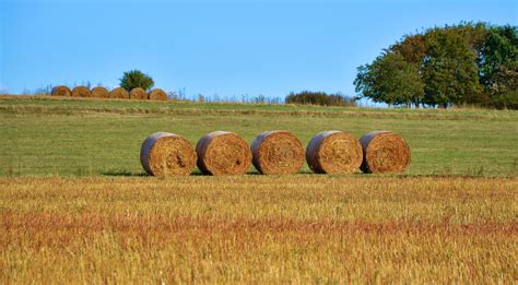 Free Images Landscape Plant Farm Meadow Prairie Food Harvest