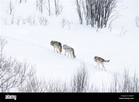 Wolf pack snow hi-res stock photography and images - Alamy