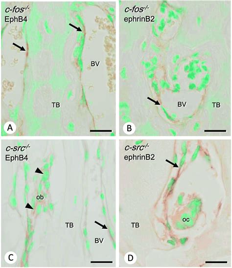 Immnolocalization Of Ephb4 And Ephrinb2 In C Fos − − And C Src − − Download Scientific Diagram