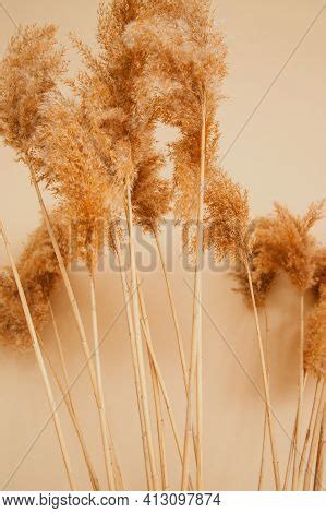 Reeds On Beige Image Photo Free Trial Bigstock