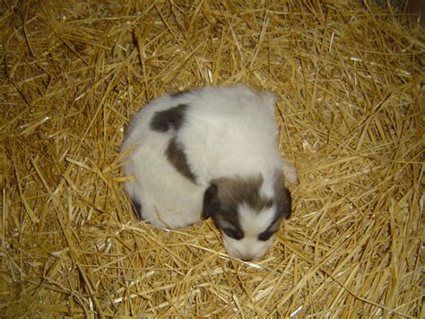 Une Port E De Chiots Patou A Vu Le Jour Levage Du Massif