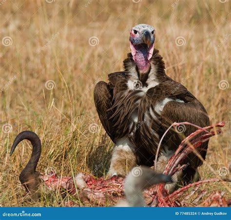 El P Jaro Depredador Est Comiendo La Presa En La Sabana Kenia Tanzania