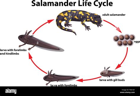 Life Cycle Of Lizard