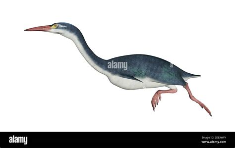 Hesperornis Prehistoric Bird D Render Stock Photo Alamy