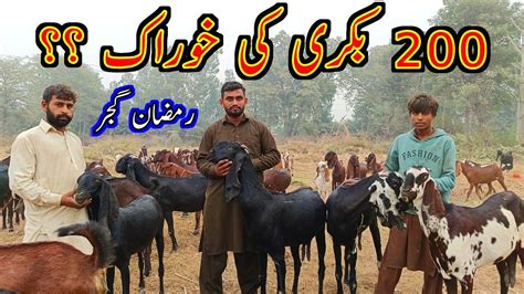 Goats In One Herd Of Ramzan Gujjar Beetal Goat Farming Youtube