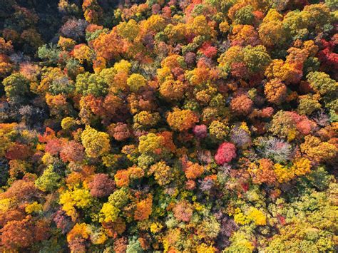 Peak Time for Fall Leaves in Jasper, Arkansas: 2023 — JasperArkansas.com