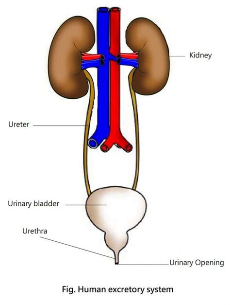 Easy Diagram Of Human Excretory System