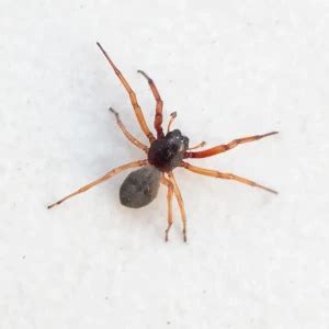 Woodlouse spider - Facts, Diet, Habitat & Pictures on Animalia.bio