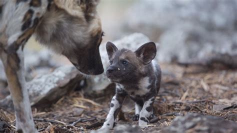 African Wild Dog Pups And Mother