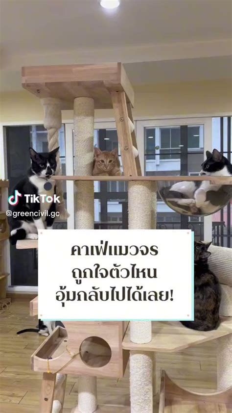 ลทธนานามน on Twitter RT CatsterClub ขอบพระคณมาก ๆ เลยคะ