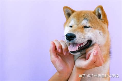 为了纠正柴犬不再护食咬人我将狗狗送专业训犬师做脱敏训练 知乎