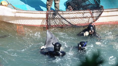 Season Ends For Taijis Dolphin Hunts Dolphin Project