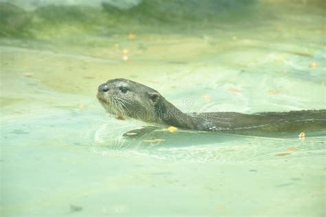 Beaver eating fish stock photo. Image of hands, wild, roots - 9040720