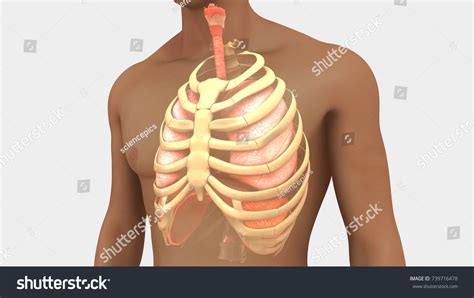 Lungs Ribs Images Stock Photos Vectors Shutterstock