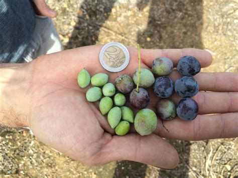 Olive Size Comparisons Sustainable Olive Production In Florida