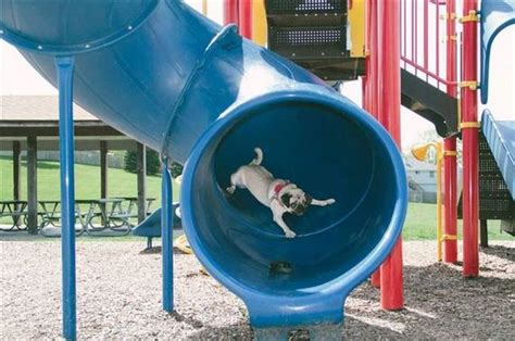 Dogs On Slides Learning About Gravity The Hard Way - ILoveDogsAndPuppies