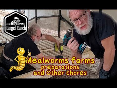 Mealworms Farms Preparations And Other Chores Youtube