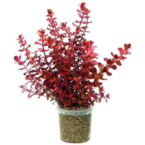 Ludwigia Palustris Super Red Mini Brisbane Discus Aquariums