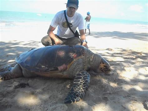 Ferreira Constru Es Tartaruga Marinha Morta Encontrada Em Praia Do