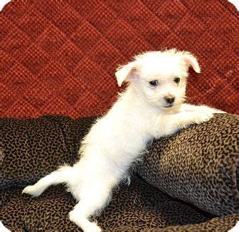 Chandler Az Maltese Poodle Miniature Mix Meet Charming A Puppy