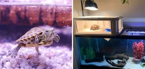 How to Decorate Turtle Tank | 12 Easy Ideas (2024)