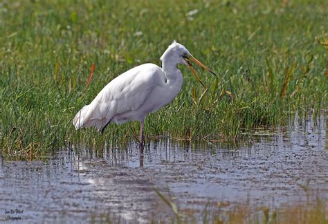 Grande Aigrette Ardea Alba Great Egret Un Grand Merc Flickr