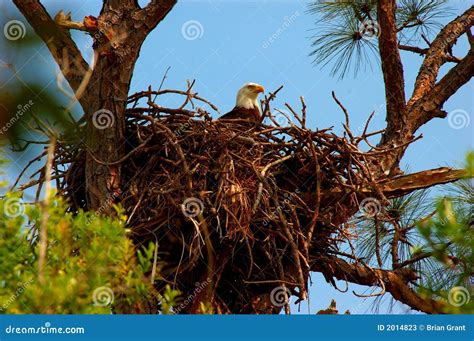 The Eagles Aerie stock image. Image of eagle, incubating - 2014823