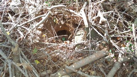 Help Identifying A Burrowing Rodent Landscaping And Lawn Care Diy