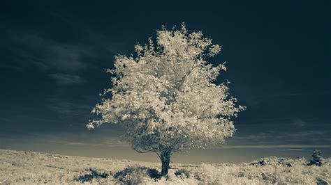 white leaves tree branches field grass nature blue sky wallpaper ...