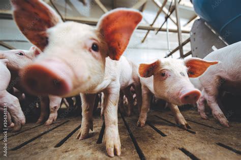 pig farm industry farming hog barn pork Stock Photo | Adobe Stock