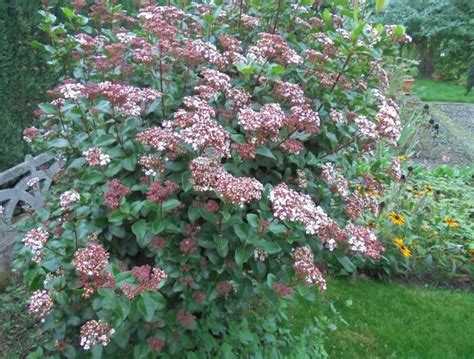 Sneeuwbal Viburnum Tinus Lisa Rose Planten Online Kopen