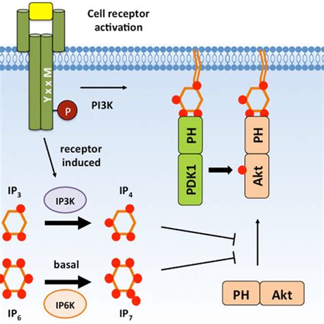 Crystal Structure Of Btk Ph Domain In Complex With Ins P Pdb