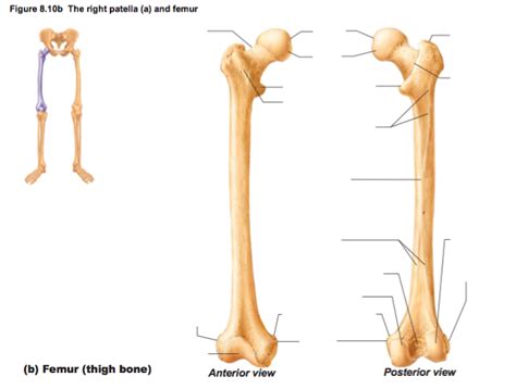 The Femur: Anterior & Posterior View Diagram | Quizlet