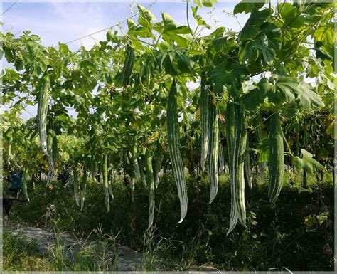 Snake Gourd (Green Long) - (Pack of 15 Seeds) - GardenHunt