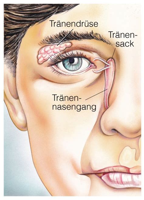 Tränende Augen Augen krankheit Augen tränen Auge anatomie