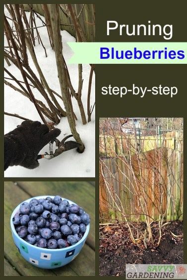 Pruning Blueberries: Step-by-step Instructions for More Fruit