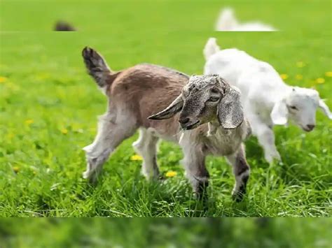 Goat Farming शुरू करिए बकरी पालन का बिजनेस सरकार भी करेगी मदद जानिए