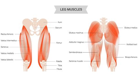 I Did Hip Thrusts Every Day For A Week To Help Grow My Glutes And Wow