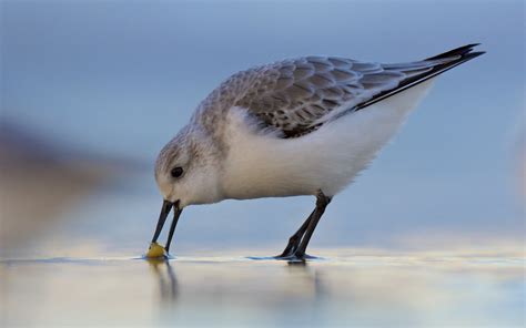 Sanderling Sanderling Pete Christian Flickr