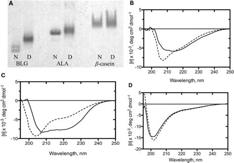 Protein Modifications Induced By The Denaturation Process Native Page