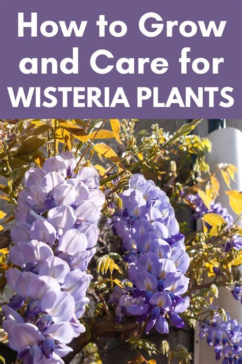 How To Grow And Care For Wisteria Plants Wisteria Plant Wisteria