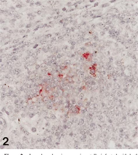 Figure From Simultaneous Detection Of Porcine Circovirus And