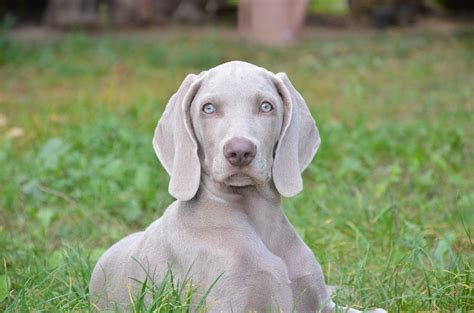 Perro Braco de Weimar o weimaraner Carácter y características con FOTOS