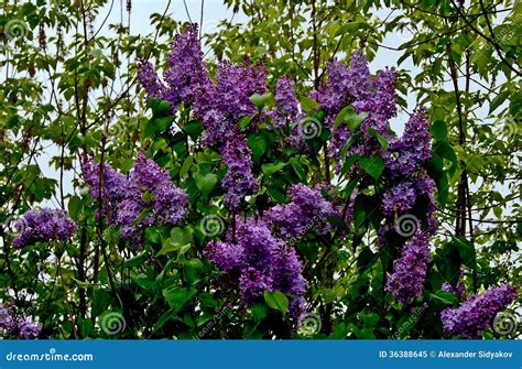 Lilac Bush In Bloom Stock Image Image Of Growth Backgrounds 36388645