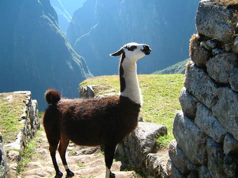 Fotos gratis : naturaleza, fauna silvestre, oveja, llama, mamífero ...
