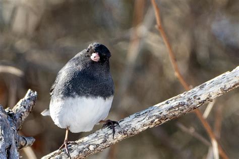 Curious Junko Photograph By Tracey Crewe Fine Art America