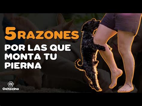 Descubre por qué tu perro se abraza a tu pierna y cómo solucionarlo