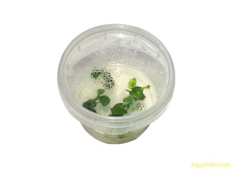 Аквариумные растения | Интернет-магазин АкваПитер