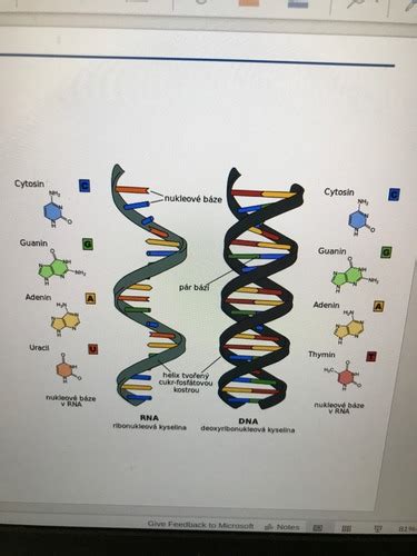 Rna Transcription Translation Mutation Flashcards Quizlet